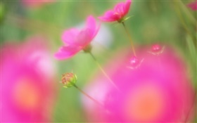 Red flowers blur style HD wallpaper