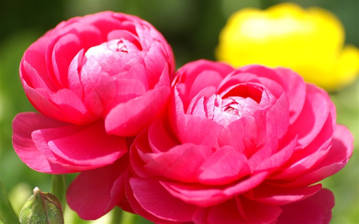 Red flowers close-up, blur background Wallpapers Pictures Photos Images