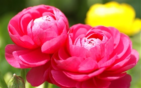 Red flowers close-up, blur background