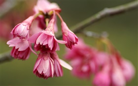 Red flowers close-up, bokeh HD wallpaper