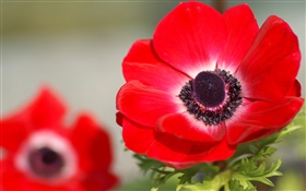 Red flowers macro photography, petals, blur HD wallpaper