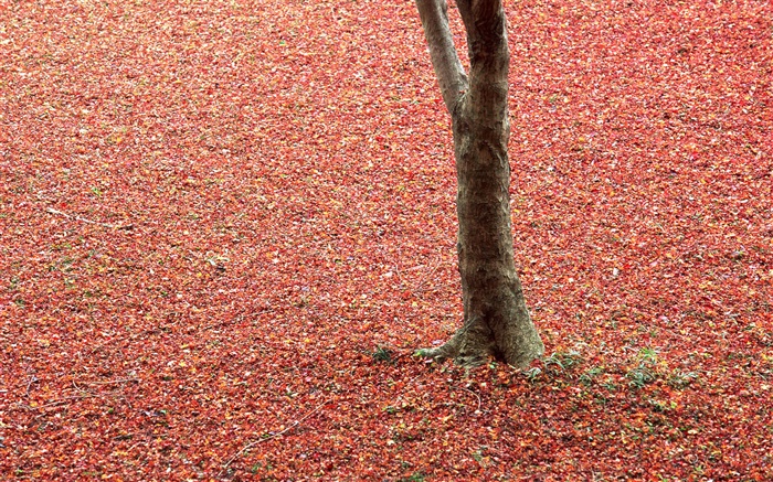 Red leaves on ground, tree, autumn Wallpapers Pictures Photos Images
