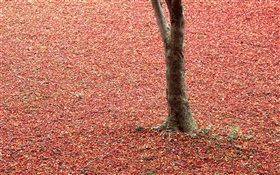 Red leaves on ground, tree, autumn HD wallpaper