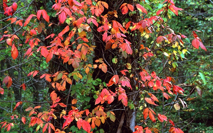 Red leaves, trees, twigs, autumn Wallpapers Pictures Photos Images