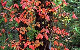 Red leaves, trees, twigs, autumn HD wallpaper