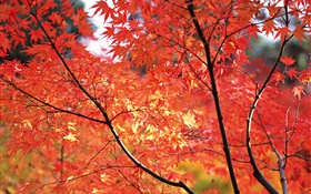 Red maple leaves, fall, Tokyo, Japan HD wallpaper