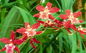 Red orchid flowers, green leaves HD wallpaper