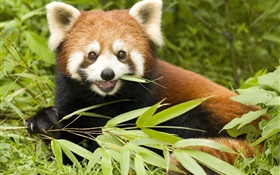 Red panda eating bamboo HD wallpaper