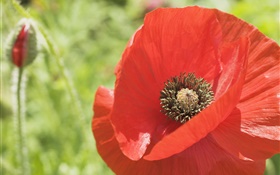 Red petals poppies close-up HD wallpaper