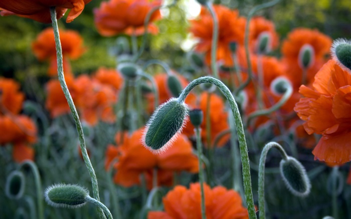 Red poppy close-up, bud Wallpapers Pictures Photos Images