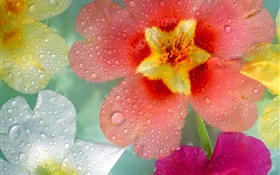 Red purple white petals flowers, dew, water drops