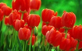 Red tulip flowers, garden, green background HD wallpaper