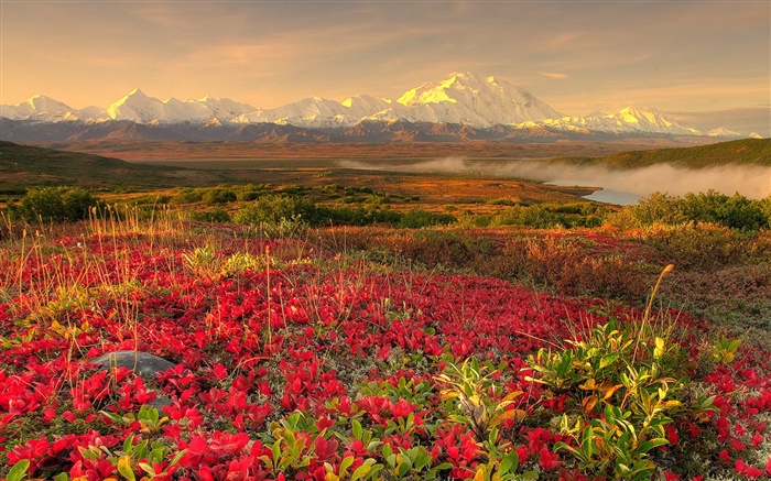 Red wildflowers, mountains, mist, dawn Wallpapers Pictures Photos Images