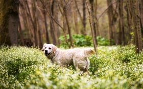 Retriever, dog, grass, wildflowers, forest HD wallpaper