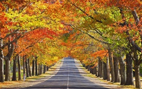 Road, trees, red leaves, autumn HD wallpaper