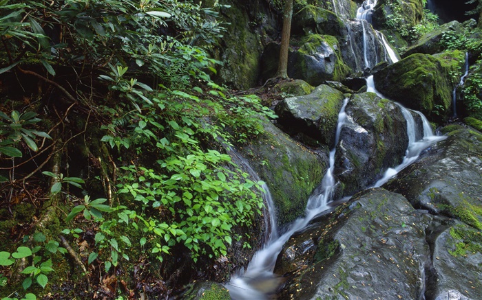 Rocks, moss, creek, bush Wallpapers Pictures Photos Images