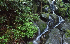 Rocks, moss, creek, bush HD wallpaper