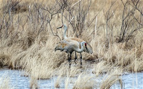 Sandhill crane, two birds together, grass, lake HD wallpaper