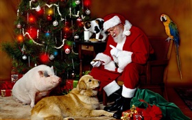 Santa Claus and Animals, Christmas lights HD wallpaper