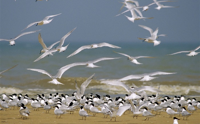 Seaside gull Wallpapers Pictures Photos Images