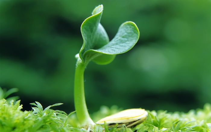 Seeds germinate in the spring Wallpapers Pictures Photos Images