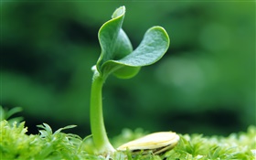 Seeds germinate in the spring