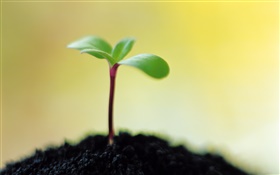 Seeds germinate, soil, spring HD wallpaper