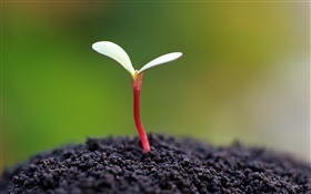 Seeds germinate, soil HD wallpaper