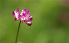 Single pink flower close-up, green background HD wallpaper