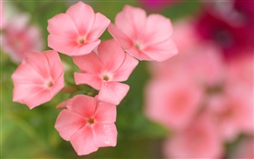 Small red flowers macro, blur HD wallpaper