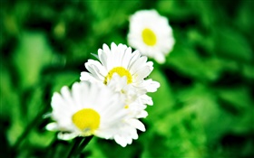 Small white daisies HD wallpaper