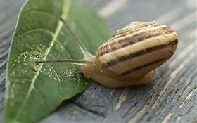 Snail and green leaf