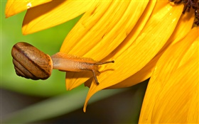 Snail close-up, sunflower petals HD wallpaper