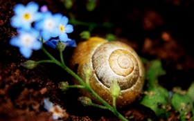 Snail on ground, little blue flowers