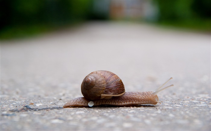 Snails in the ground Wallpapers Pictures Photos Images