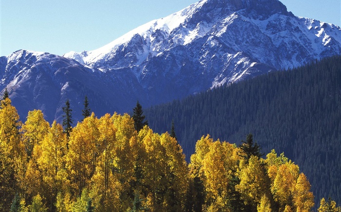 Snow mountain, trees, autumn Wallpapers Pictures Photos Images