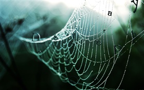 Spider web after rain, water drops, words, creative pictures HD wallpaper