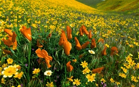 Spring flowers, yellow wildflowers HD wallpaper