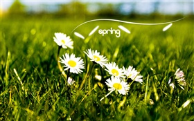 Spring, grass, white daisies HD wallpaper