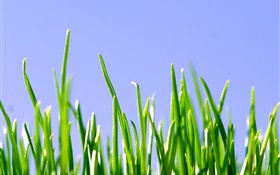 Spring, green grass, blue sky HD wallpaper