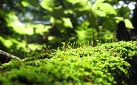 Spring, green, grass, buds, nature scenery HD wallpaper
