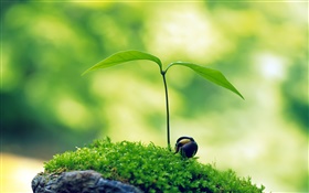 Spring green shoots close-up HD wallpaper