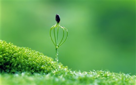 Spring, green style, buds, dew HD wallpaper