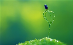 Spring, green style, plant, buds HD wallpaper