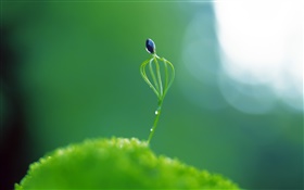 Spring plant bud close-up, glare HD wallpaper