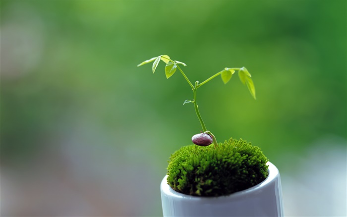 Spring, plants, shoots, green background Wallpapers Pictures Photos Images