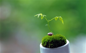 Spring, plants, shoots, green background HD wallpaper