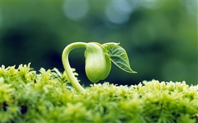 Spring, seeds germinate close-up, grass HD wallpaper