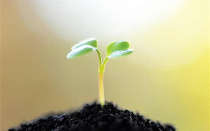Spring, seeds germinate, soil Wallpapers Pictures Photos Images