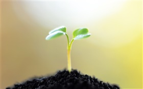 Spring, seeds germinate, soil HD wallpaper